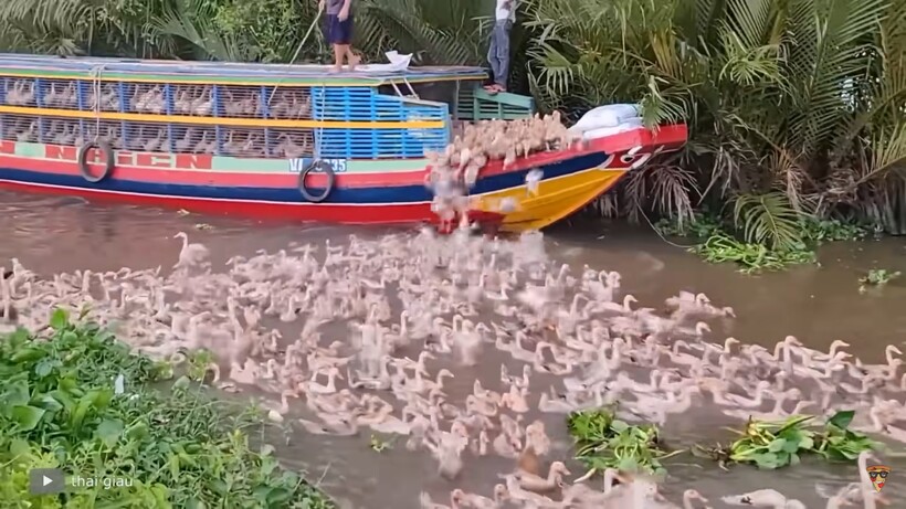 Блог - Видео: Чрезвычайно неожиданные моменты с животными, снятые людьми на камеру Видео: Чрезвычайно неожиданные моменты с животными, снятые людьми на камеру