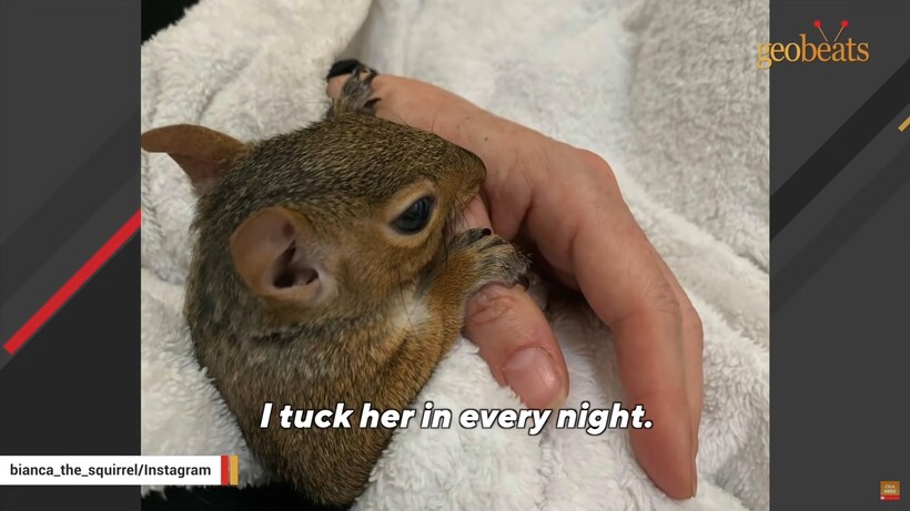 Блог - Видео: Как маленькая белка устраивает большие истерики свой спасительнице Видео: Как маленькая белка устраивает большие истерики свой спасительнице