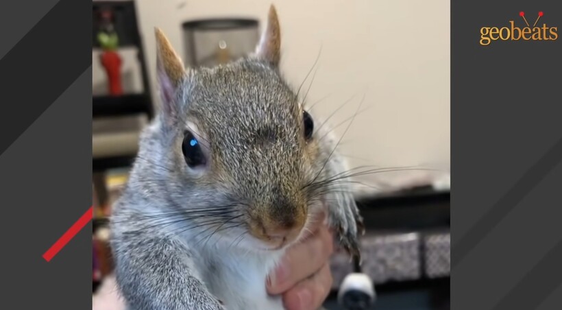 Блог - Видео: Как маленькая белка устраивает большие истерики свой спасительнице Видео: Как маленькая белка устраивает большие истерики свой спасительнице