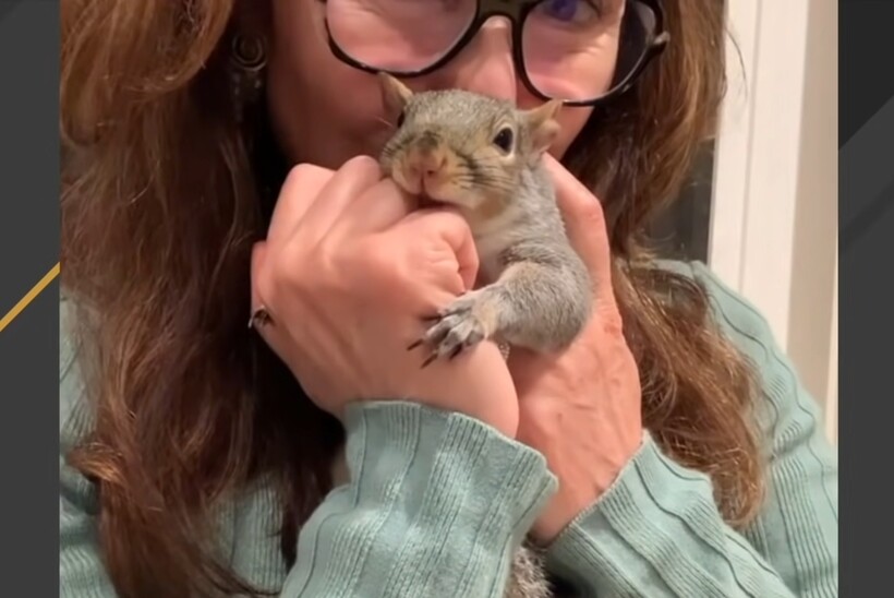 Блог - Видео: Как маленькая белка устраивает большие истерики свой спасительнице Видео: Как маленькая белка устраивает большие истерики свой спасительнице