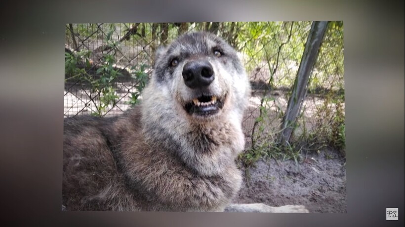 Блог - Приют спас волкособа, а ДНК-тест показал, почему у него настолько огромные размеры Приют спас волкособа, а ДНК-тест показал, почему у него настолько огромные размеры