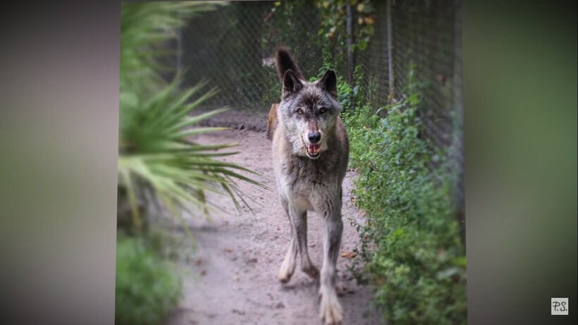 Блог - Приют спас волкособа, а ДНК-тест показал, почему у него настолько огромные размеры Приют спас волкособа, а ДНК-тест показал, почему у него настолько огромные размеры