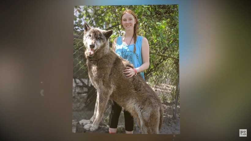 Блог - Приют спас волкособа, а ДНК-тест показал, почему у него настолько огромные размеры Приют спас волкособа, а ДНК-тест показал, почему у него настолько огромные размеры