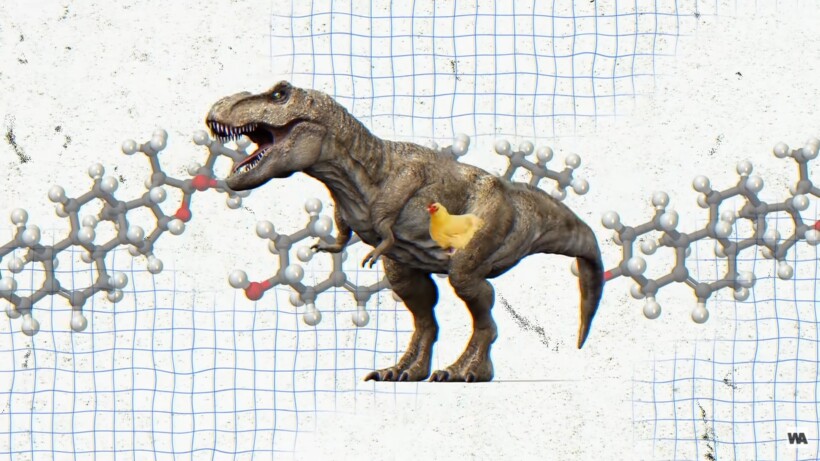 Блог - Видео: Почему никому не стоит недооценивать кур Видео: Почему никому не стоит недооценивать кур