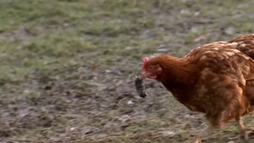 Блог - Видео: Почему никому не стоит недооценивать кур Видео: Почему никому не стоит недооценивать кур