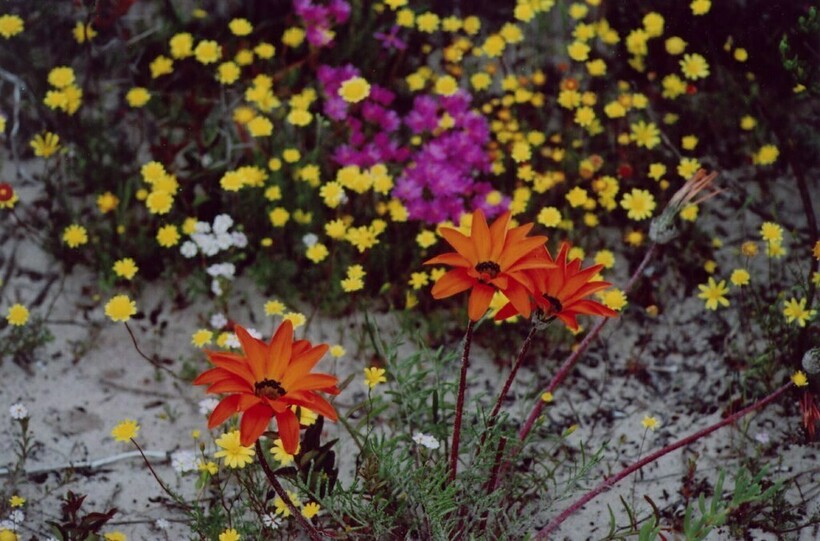 Полевые цветы в природном заповеднике, Южная Африка. Фото: South African Nature/flickr.com