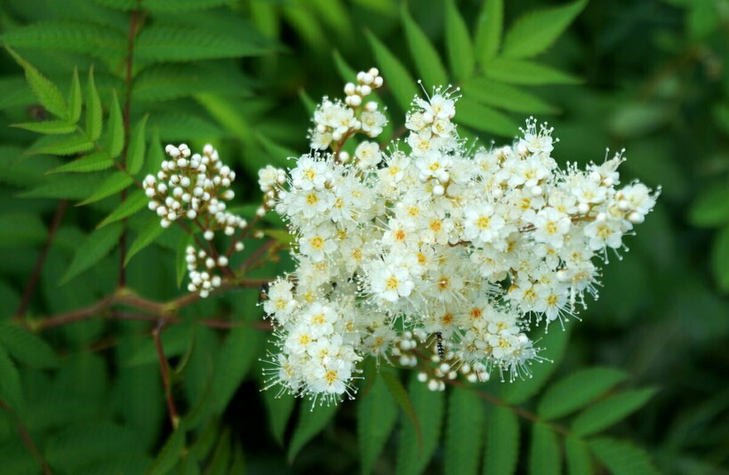 Фото: zpitomniki.ru Фото: zpitomniki.ru