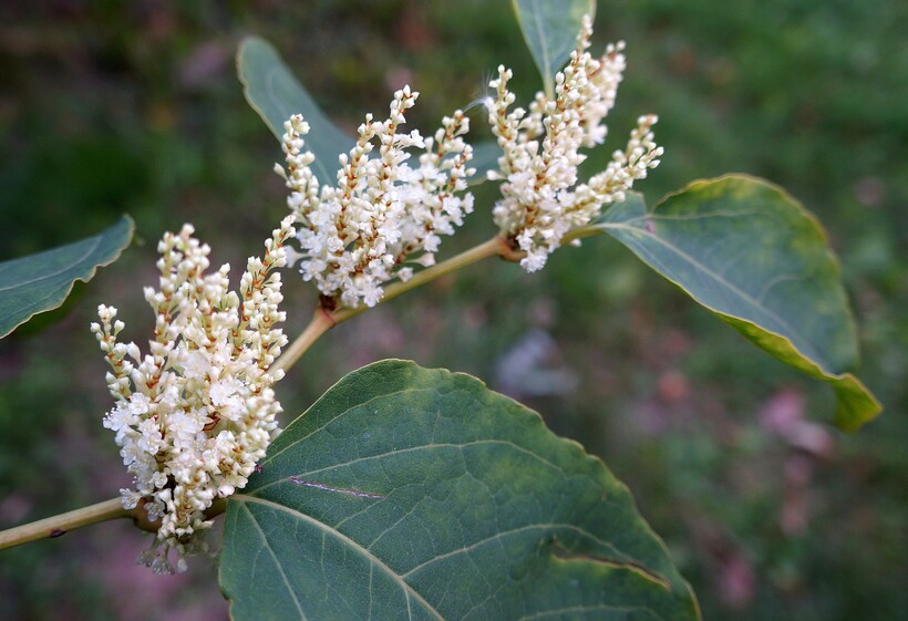 Фото: na-dache.pro Фото: na-dache.pro