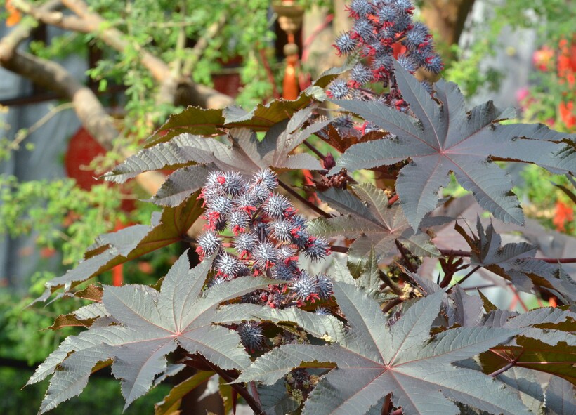 Фото: Cerlin Ng/flickr.com Фото: Cerlin Ng/flickr.com