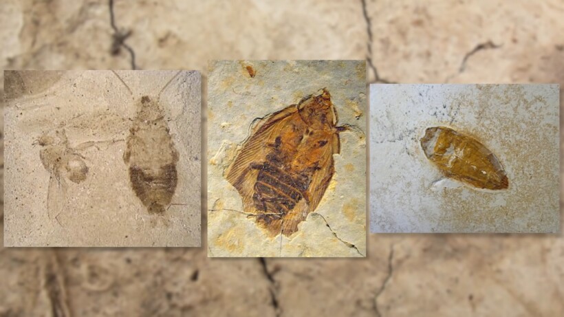 Блог - Видео: Насекомые-гиганты, которые вымерли к счастью для человека Видео: Насекомые-гиганты, которые вымерли к счастью для человека