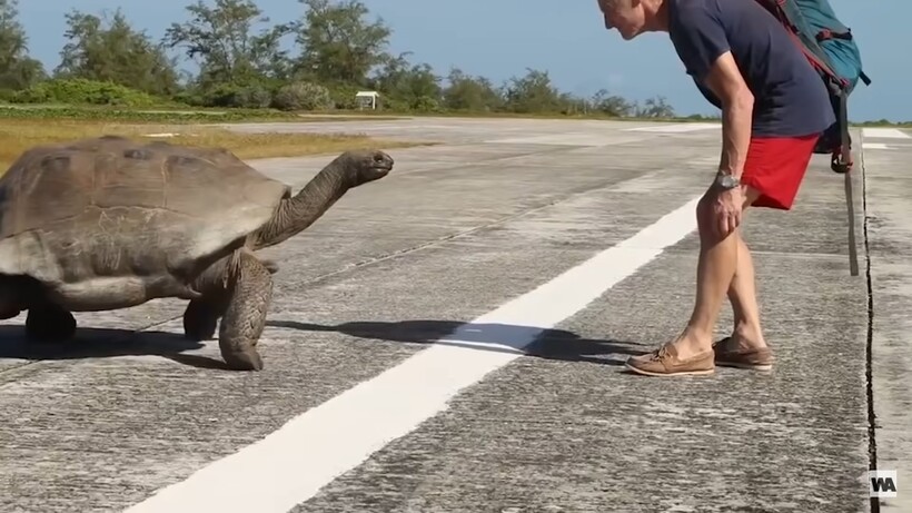 Блог - Как маленькие черепахи погубили 29 видов больших: почему им нельзя жить в одной среде Как маленькие черепахи погубили 29 видов больших: почему им нельзя жить в одной среде