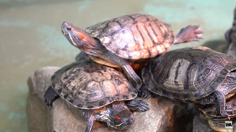 Блог - Как маленькие черепахи погубили 29 видов больших: почему им нельзя жить в одной среде Как маленькие черепахи погубили 29 видов больших: почему им нельзя жить в одной среде