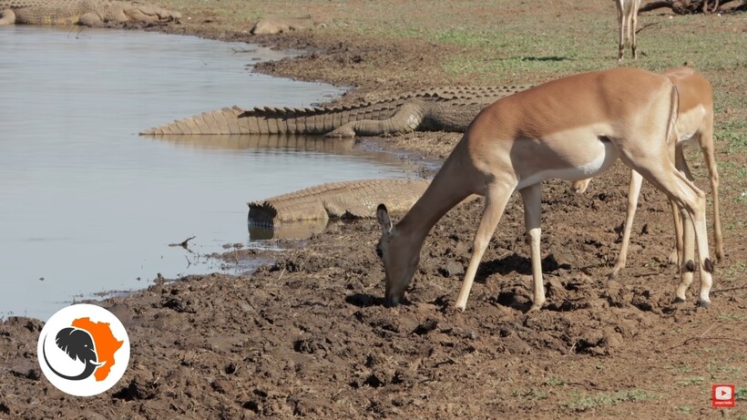 Блог - Видео: Безумные импалы пришли попить воды в окружении множества гигантских крокодилов Видео: Безумные импалы пришли попить воды в окружении множества гигантских крокодилов