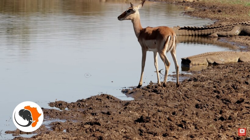 Блог - Видео: Безумные импалы пришли попить воды в окружении множества гигантских крокодилов Видео: Безумные импалы пришли попить воды в окружении множества гигантских крокодилов