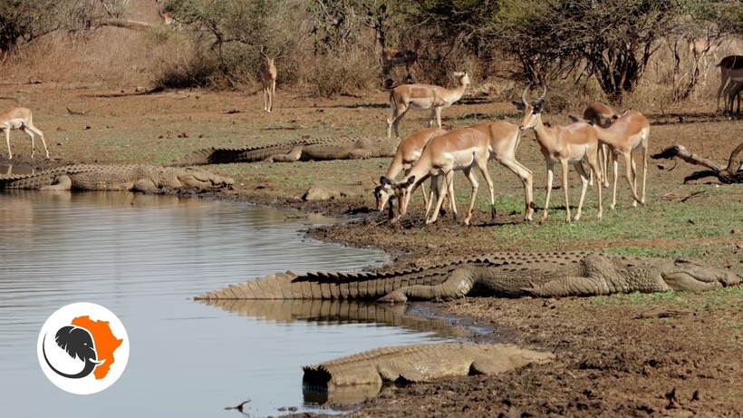 Блог - Видео: Безумные импалы пришли попить воды в окружении множества гигантских крокодилов Видео: Безумные импалы пришли попить воды в окружении множества гигантских крокодилов