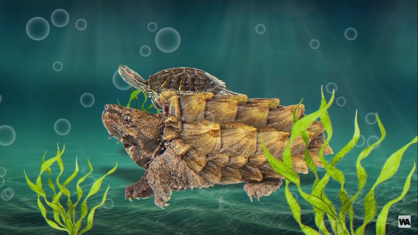 Блог - Как маленькие черепахи погубили 29 видов больших: почему им нельзя жить в одной среде Как маленькие черепахи погубили 29 видов больших: почему им нельзя жить в одной среде