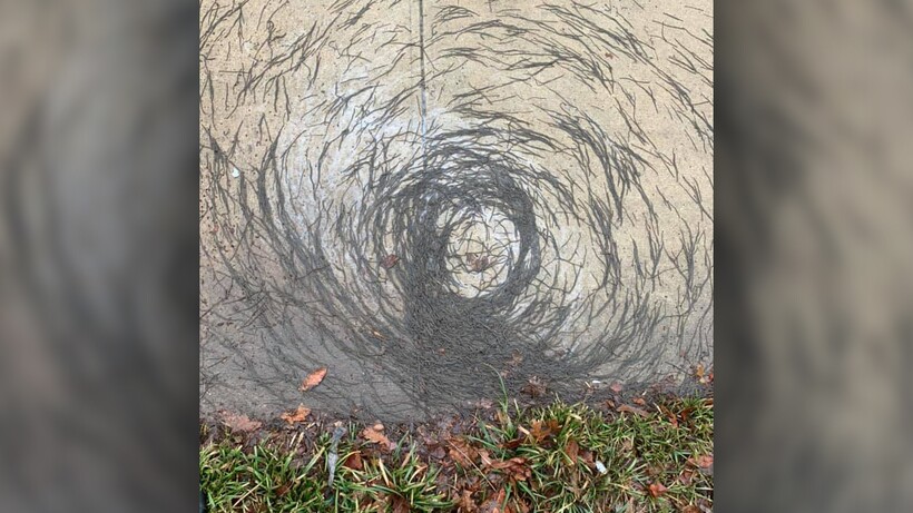 Фото: livescience.com Фото: livescience.com