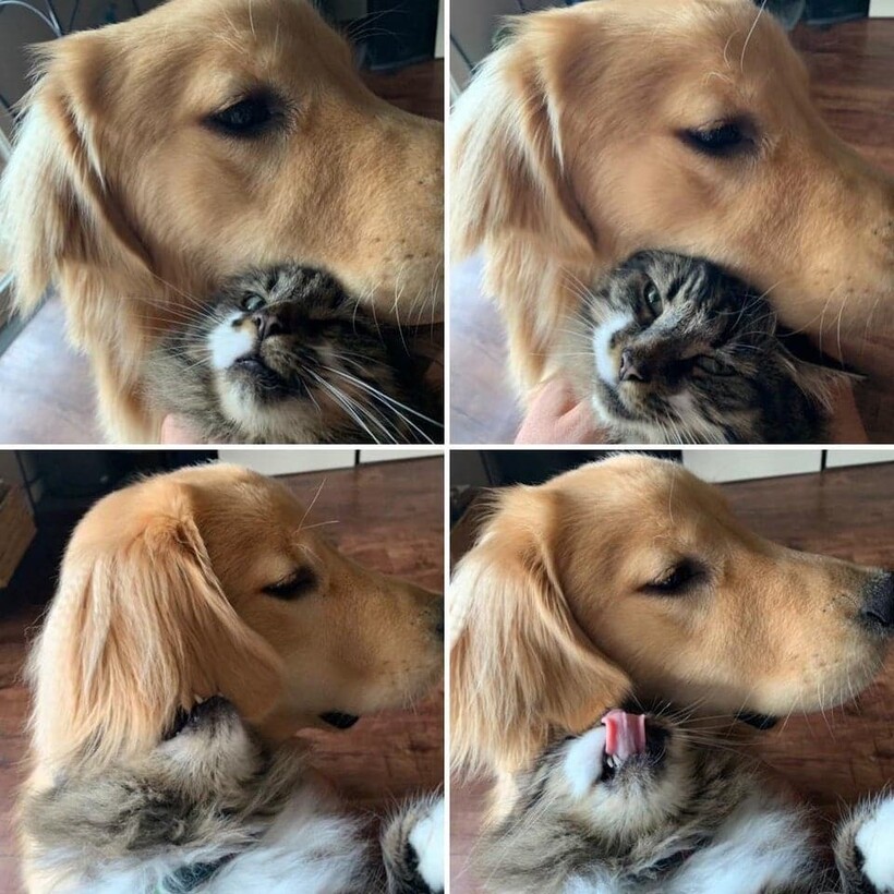 Блог - 13 фото, которые показывают, что коты и собаки могут отлично уживаться друг с другом 13 фото, которые показывают, что коты и собаки могут отлично уживаться друг с другом