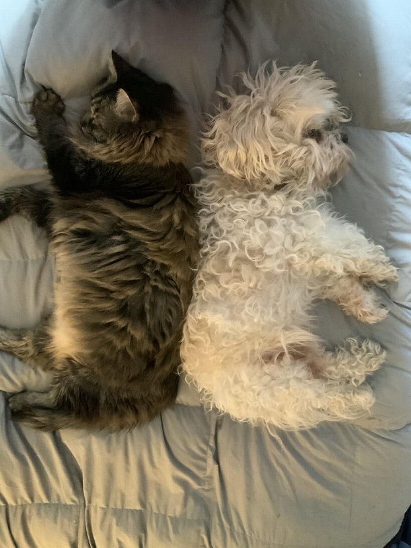 Блог - 13 фото, которые показывают, что коты и собаки могут отлично уживаться друг с другом 13 фото, которые показывают, что коты и собаки могут отлично уживаться друг с другом