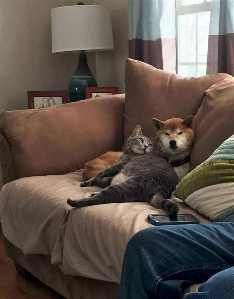 Блог - 13 фото, которые показывают, что коты и собаки могут отлично уживаться друг с другом 13 фото, которые показывают, что коты и собаки могут отлично уживаться друг с другом