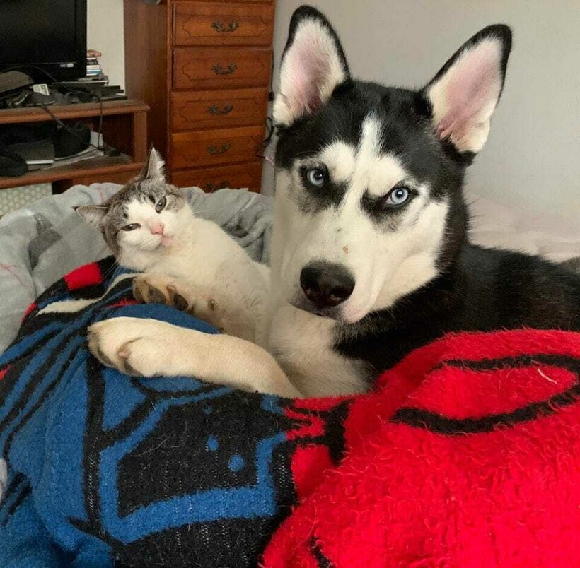 Блог - 13 фото, которые показывают, что коты и собаки могут отлично уживаться друг с другом 13 фото, которые показывают, что коты и собаки могут отлично уживаться друг с другом
