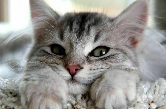 Блог - 10 способов, которыми коты признаются в любви 10 способов, которыми коты признаются в любви