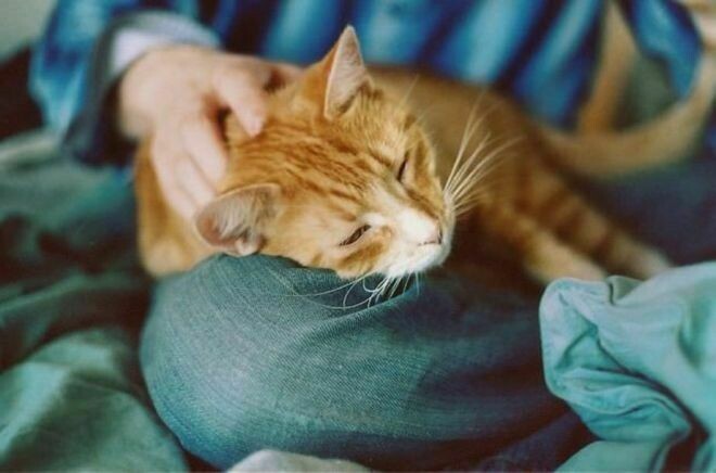 Блог - 10 способов, которыми коты признаются в любви 10 способов, которыми коты признаются в любви