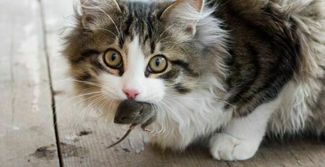 Блог - 10 способов, которыми коты признаются в любви 10 способов, которыми коты признаются в любви