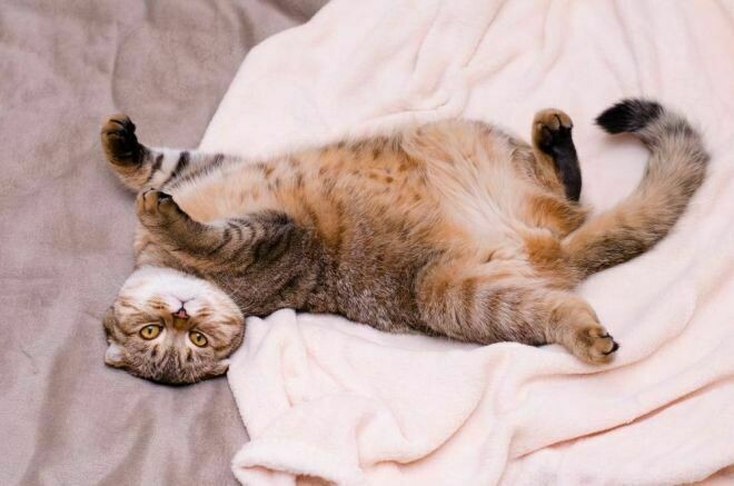 Блог - 10 способов, которыми коты признаются в любви 10 способов, которыми коты признаются в любви