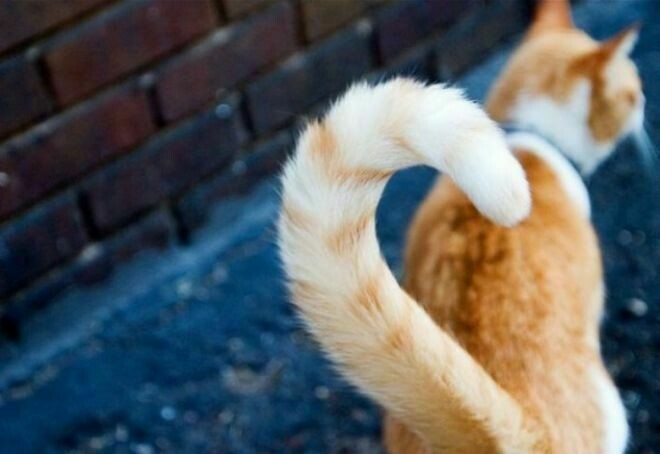 Блог - 10 способов, которыми коты признаются в любви 10 способов, которыми коты признаются в любви