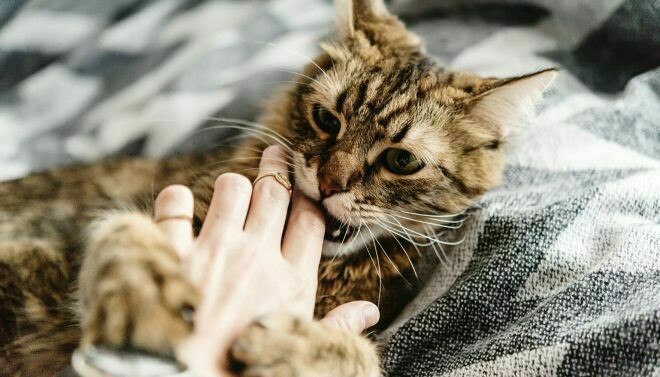 Блог - 10 способов, которыми коты признаются в любви 10 способов, которыми коты признаются в любви
