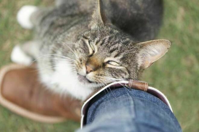 Блог - 10 способов, которыми коты признаются в любви 10 способов, которыми коты признаются в любви