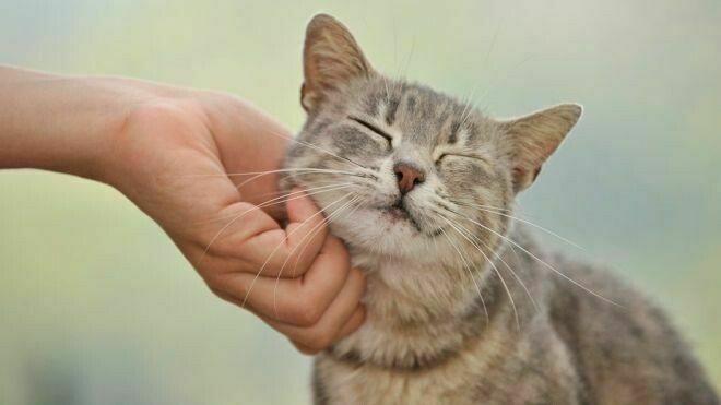 Блог - 10 способов, которыми коты признаются в любви 10 способов, которыми коты признаются в любви