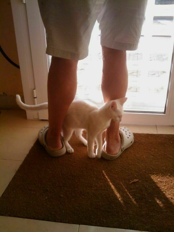 Блог - 10 способов, которыми коты признаются в любви 10 способов, которыми коты признаются в любви