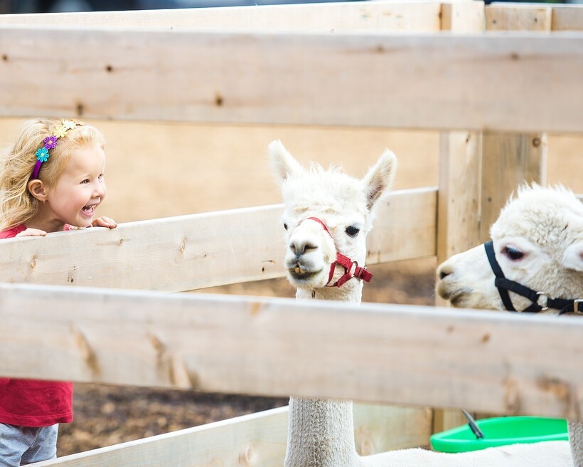 Фото: chelseaouellet/pixabay.com Фото: chelseaouellet/pixabay.com