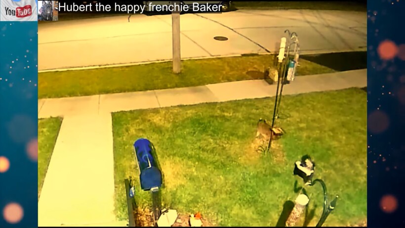 Блог - Видео: Скрытая камера помогла раскрыть «преступление» пушистых воришек  Видео: Скрытая камера помогла раскрыть «преступление» пушистых воришек