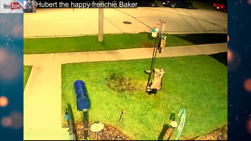 Блог - Видео: Скрытая камера помогла раскрыть «преступление» пушистых воришек  Видео: Скрытая камера помогла раскрыть «преступление» пушистых воришек