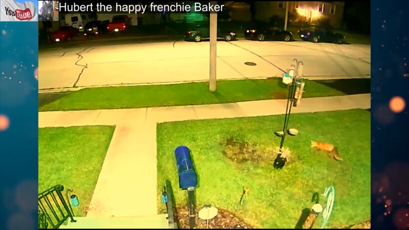 Блог - Видео: Скрытая камера помогла раскрыть «преступление» пушистых воришек  Видео: Скрытая камера помогла раскрыть «преступление» пушистых воришек