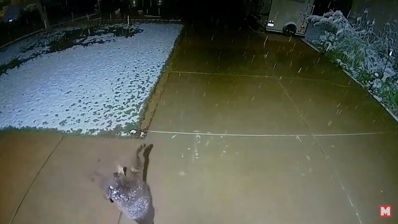 Блог - Видео: Люди и животные, которые и не догадывались, что их снимает камера наблюдения Видео: Люди и животные, которые и не догадывались, что их снимает камера наблюдения