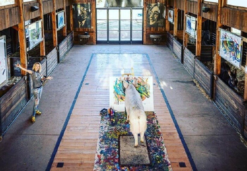 Блог - 12 фото свинки Пигкассо, первой в мире художницы с пятачком 12 фото свинки Пигкассо, первой в мире художницы с пятачком