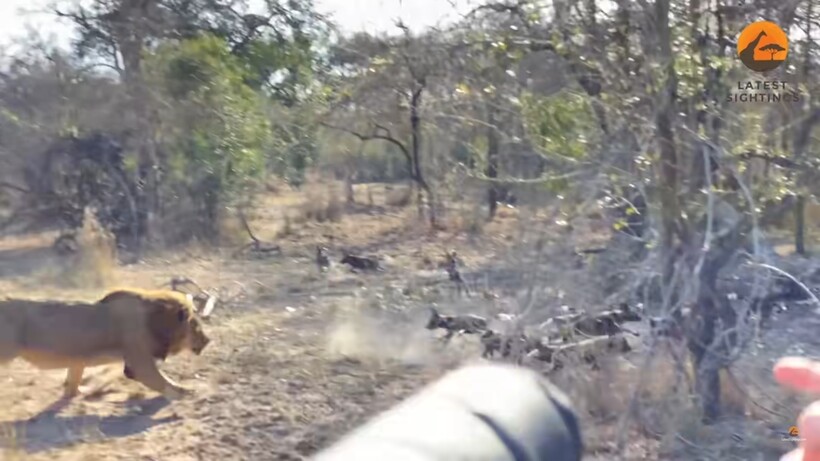 Блог - Видео: Самые зрелищные и нашумевшие ролики с животными прошлого года Видео: Самые зрелищные и нашумевшие ролики с животными прошлого года