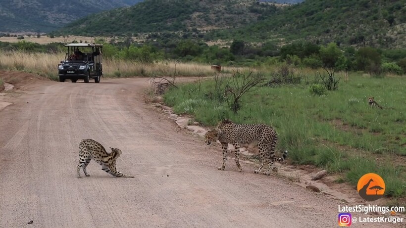 Блог - Видео: Самые зрелищные и нашумевшие ролики с животными прошлого года Видео: Самые зрелищные и нашумевшие ролики с животными прошлого года