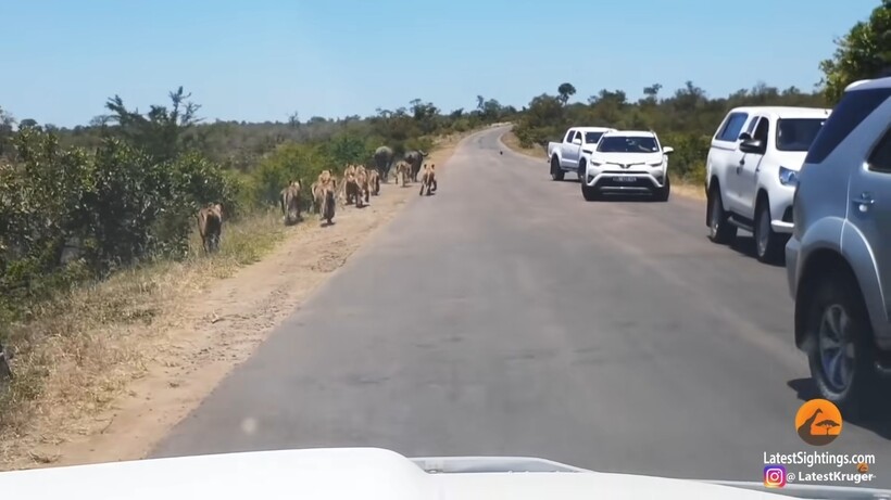 Блог - Видео: Самые зрелищные и нашумевшие ролики с животными прошлого года Видео: Самые зрелищные и нашумевшие ролики с животными прошлого года