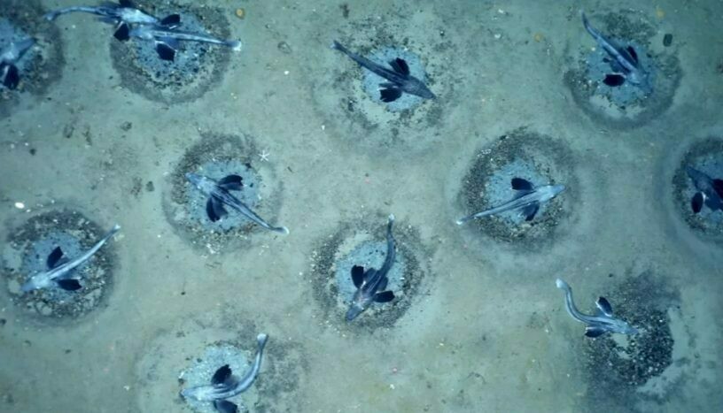 Фото: golos.ua Фото: golos.ua