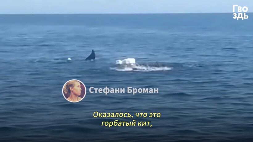 Блог - Видео: Люди заметили в море кучу мусора, присмотрелись и бросились на помощь Видео: Люди заметили в море кучу мусора, присмотрелись и бросились на помощь