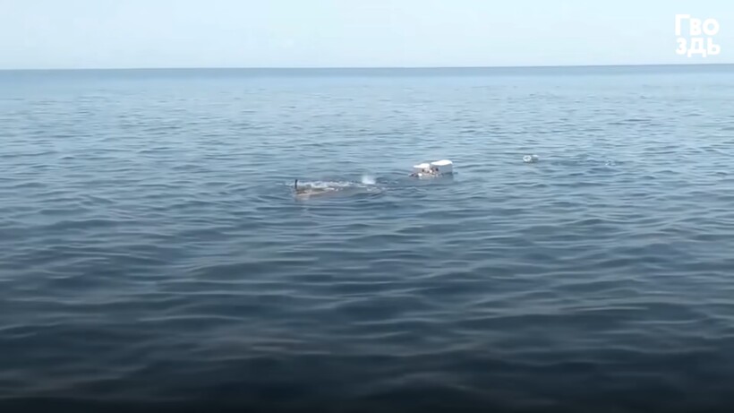 Блог - Видео: Люди заметили в море кучу мусора, присмотрелись и бросились на помощь Видео: Люди заметили в море кучу мусора, присмотрелись и бросились на помощь