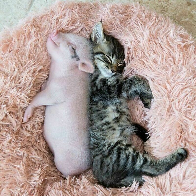 Блог - 15 фото о том, что свинки тоже бывают милыми 15 фото о том, что свинки тоже бывают милыми