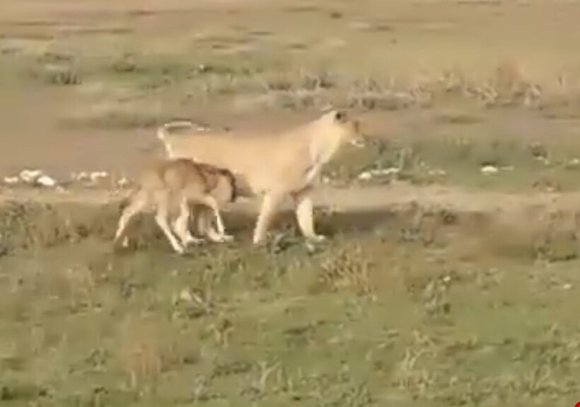 Блог - Видео: Что побудило львицу охранять детеныша антилопы — материнский инстинкт или охота Видео: Что побудило львицу охранять детеныша антилопы — материнский инстинкт или охота