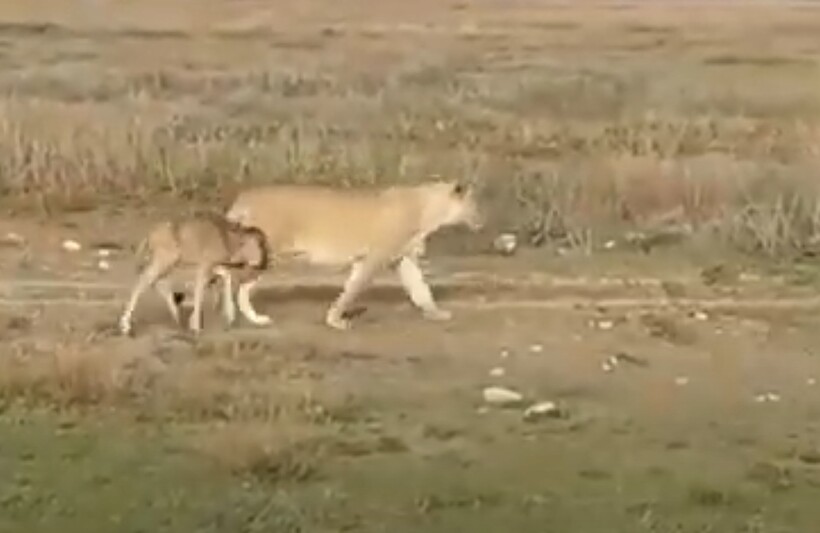 Блог - Видео: Что побудило львицу охранять детеныша антилопы — материнский инстинкт или охота Видео: Что побудило львицу охранять детеныша антилопы — материнский инстинкт или охота