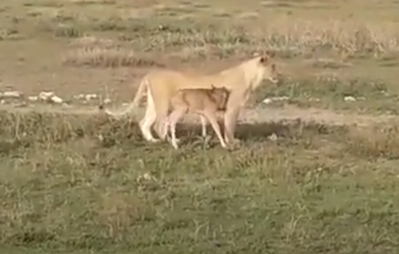 Блог - Видео: Что побудило львицу охранять детеныша антилопы — материнский инстинкт или охота Видео: Что побудило львицу охранять детеныша антилопы — материнский инстинкт или охота